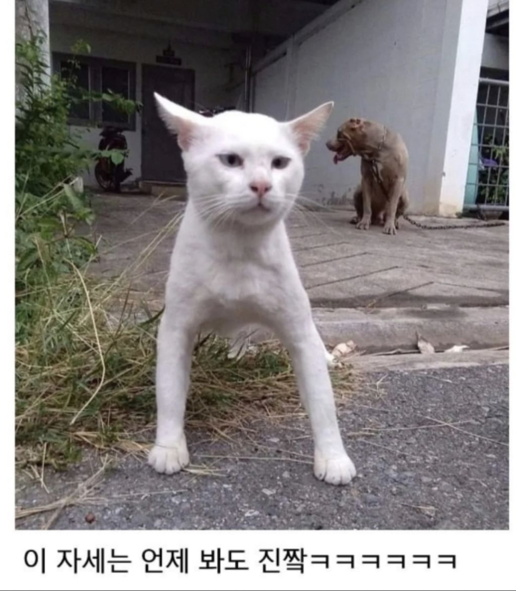 맹견과-같이-자란-고양이-5-이미지