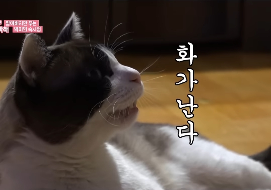 고양이가-할아버지의-코골이를-못-참는-이유-1-이미지