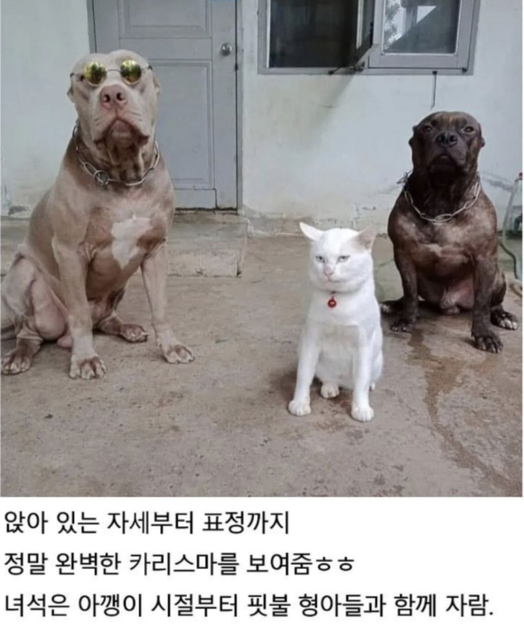 맹견과-같이-자란-고양이-1-이미지