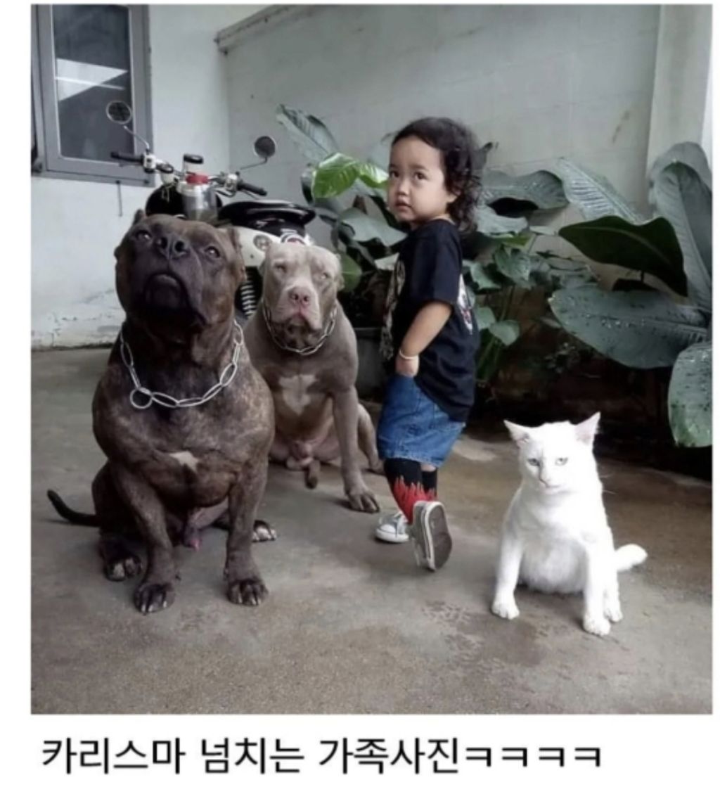 맹견과-같이-자란-고양이-6-이미지