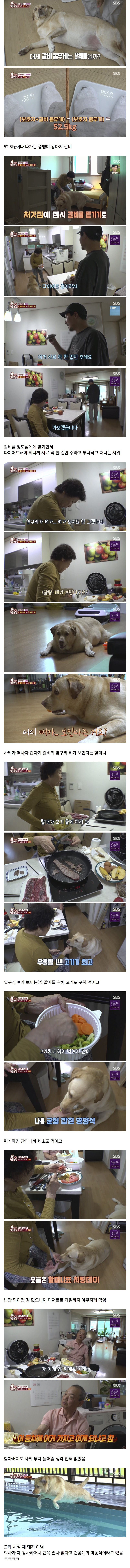 할머니한테-개-맡기면-안되는-이유.jpg-0-이미지