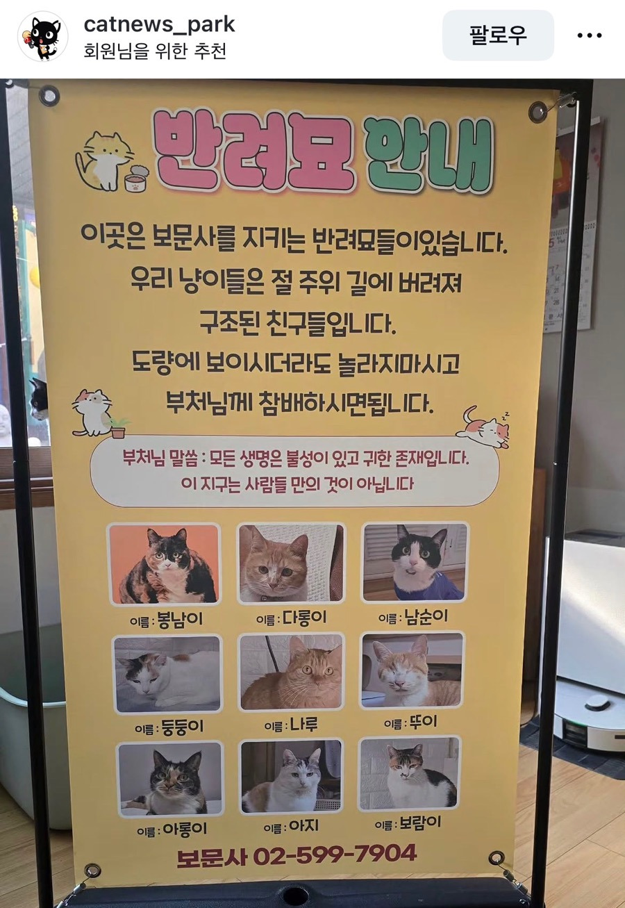 보문사에-있는-반려묘-고양이들-0-이미지