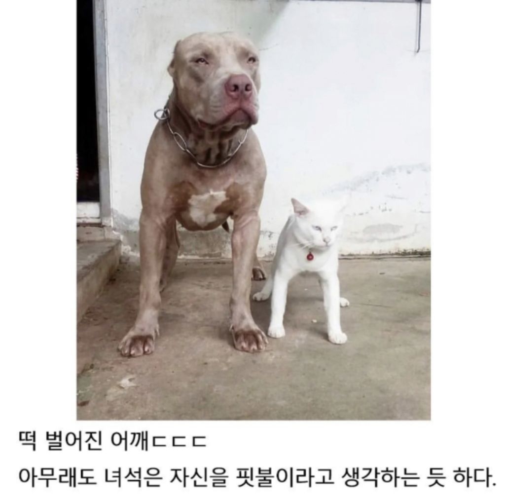 맹견과-같이-자란-고양이-2-이미지