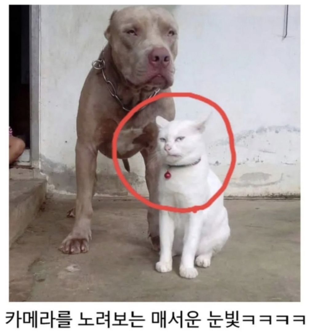 맹견과-같이-자란-고양이-3-이미지