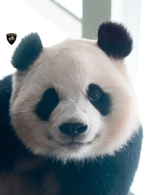 갓난아기때-얼굴-그대로-큰-후이바오🐼🩷-1-이미지