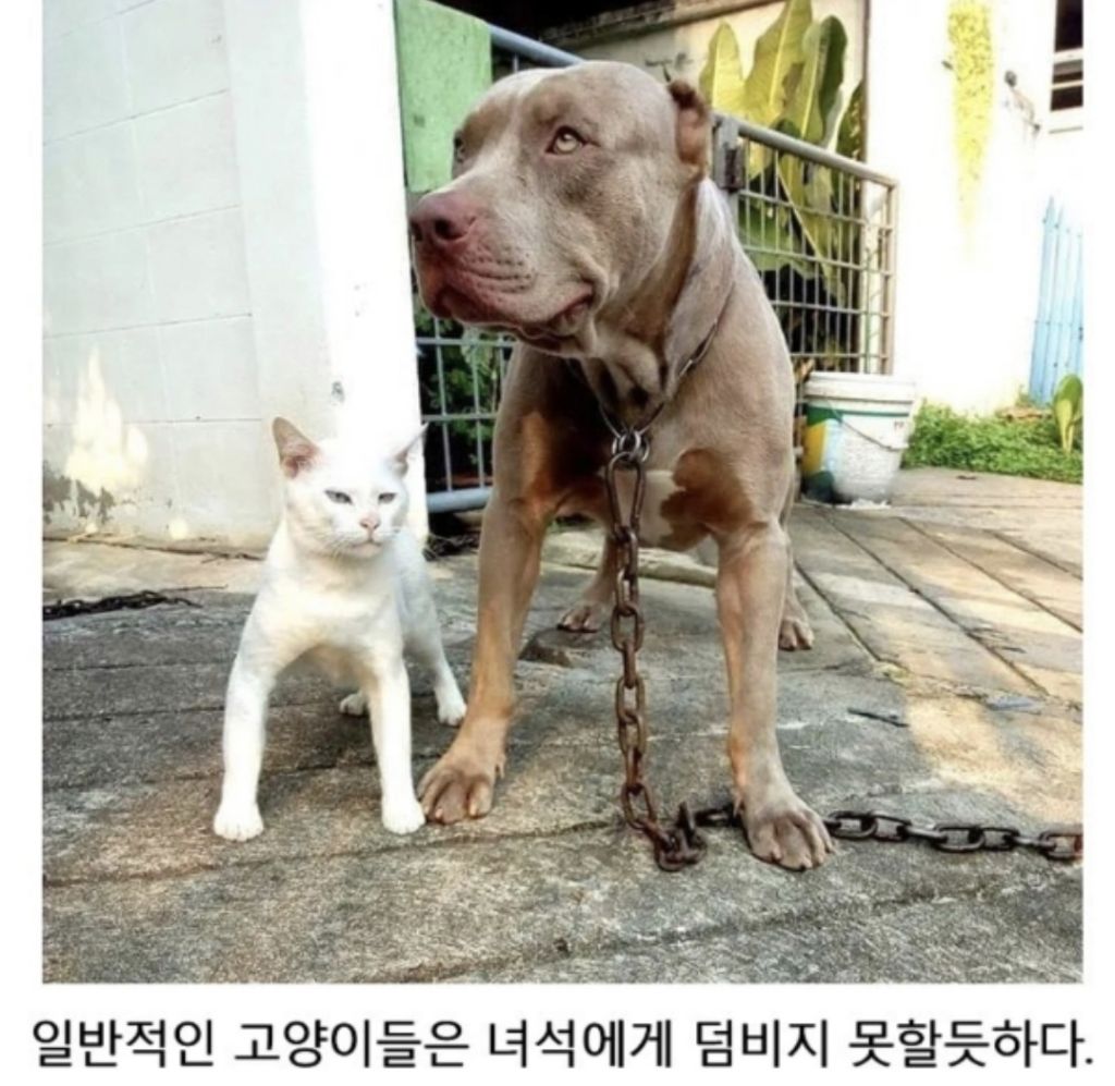 맹견과-같이-자란-고양이-4-이미지