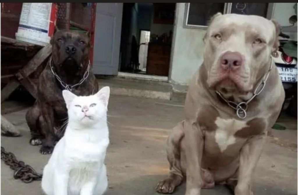 맹견과-같이-자란-고양이-0-이미지