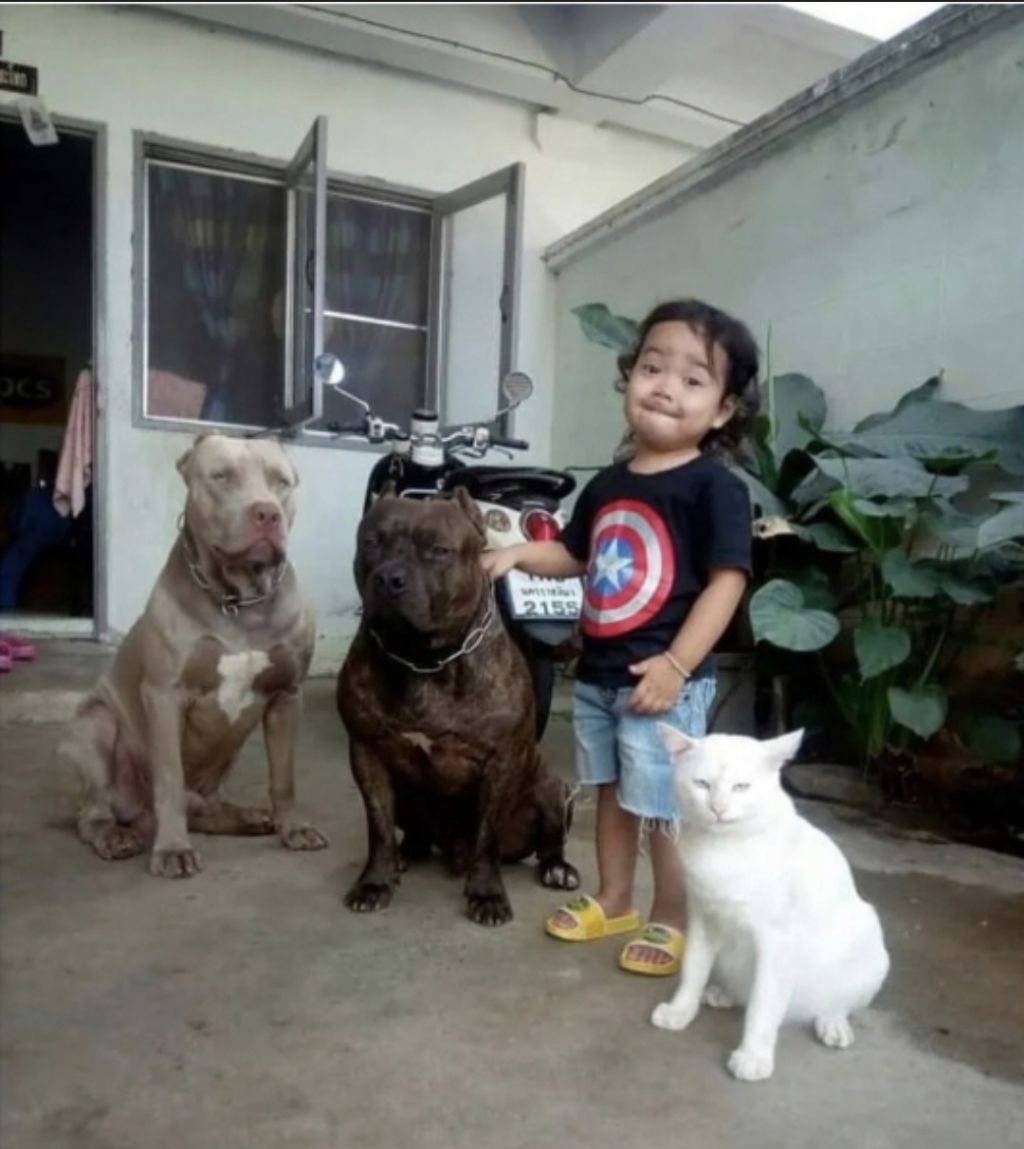 맹견과-같이-자란-고양이-7-이미지