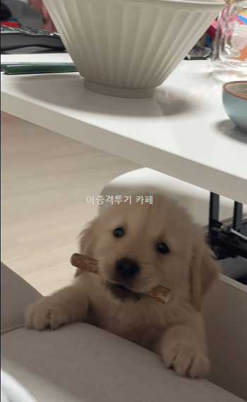 올려-달라는-멍멍이-0-이미지
