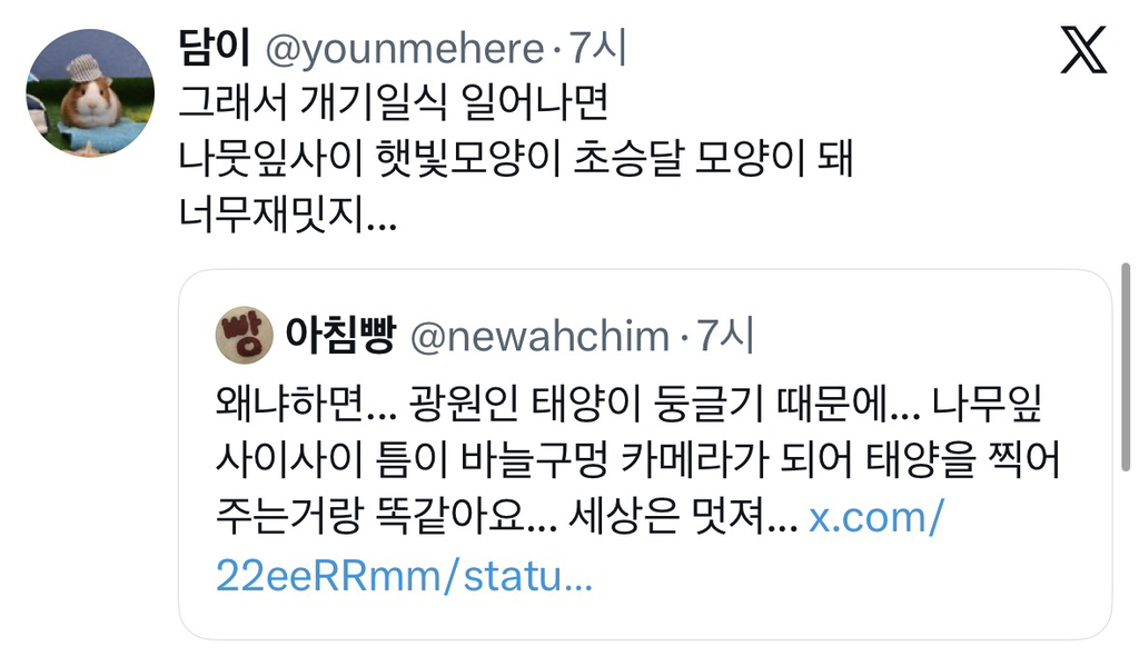 나뭇잎-아래-태양빛이-동그란-이유-5-이미지