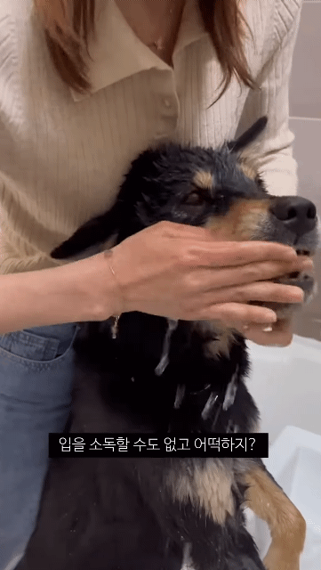 쥐랑-뽀뽀해서-벅벅-씻김-당하던-강아지-이번엔-뱀이랑..ㅋㅋㅋ-4-이미지