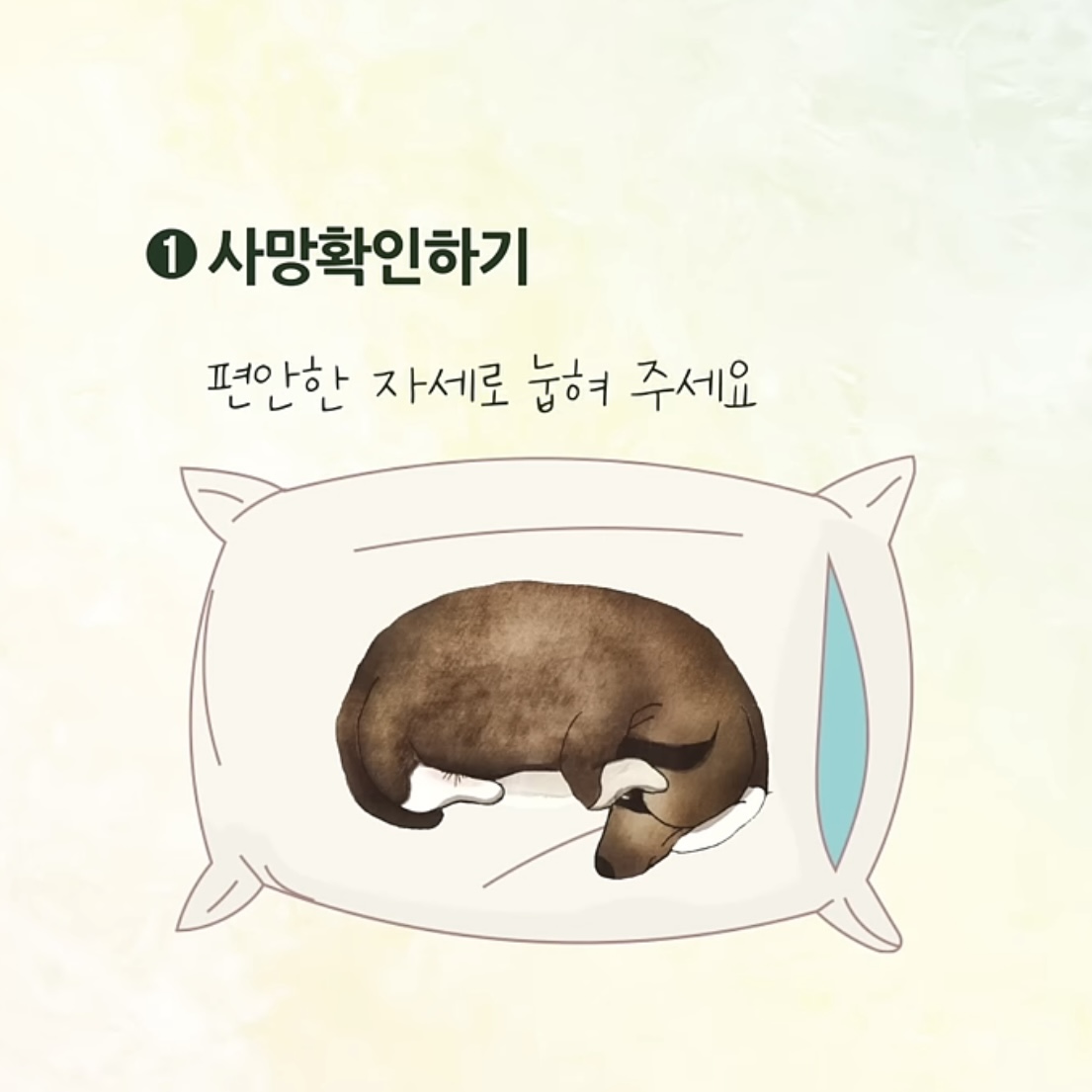 우리집-강아지가-죽으면-해야할-일.jpg-0-이미지