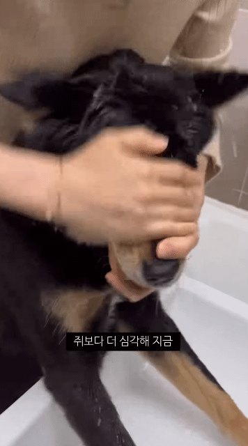 쥐랑-뽀뽀해서-벅벅-씻김-당하던-강아지-이번엔-뱀이랑..ㅋㅋㅋ-1-이미지