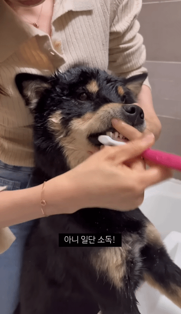 쥐랑-뽀뽀해서-벅벅-씻김-당하던-강아지-이번엔-뱀이랑..ㅋㅋㅋ-2-이미지