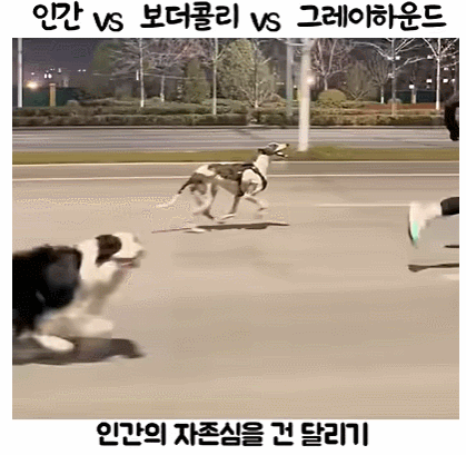 인간-VS-보더콜리-VS-그레이하운드-0-이미지