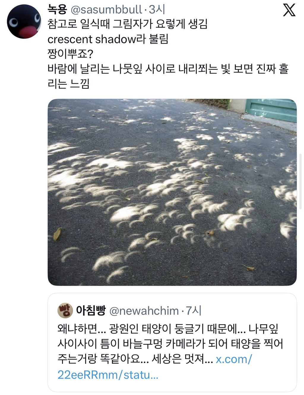 나뭇잎-아래-태양빛이-동그란-이유-8-이미지