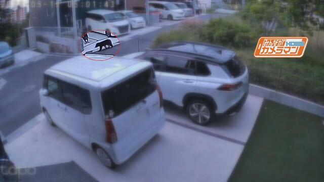 일본-히로시마,-곰출몰에-11개교-휴교-0-이미지