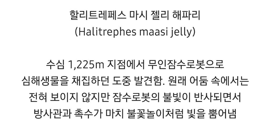 기묘하면서-아름다운-심해-해파리-2-이미지