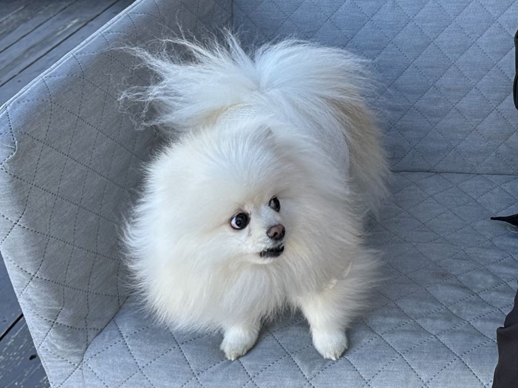 친구에게-아빠-무릎을-뺏긴-강아지의-표정-2-이미지