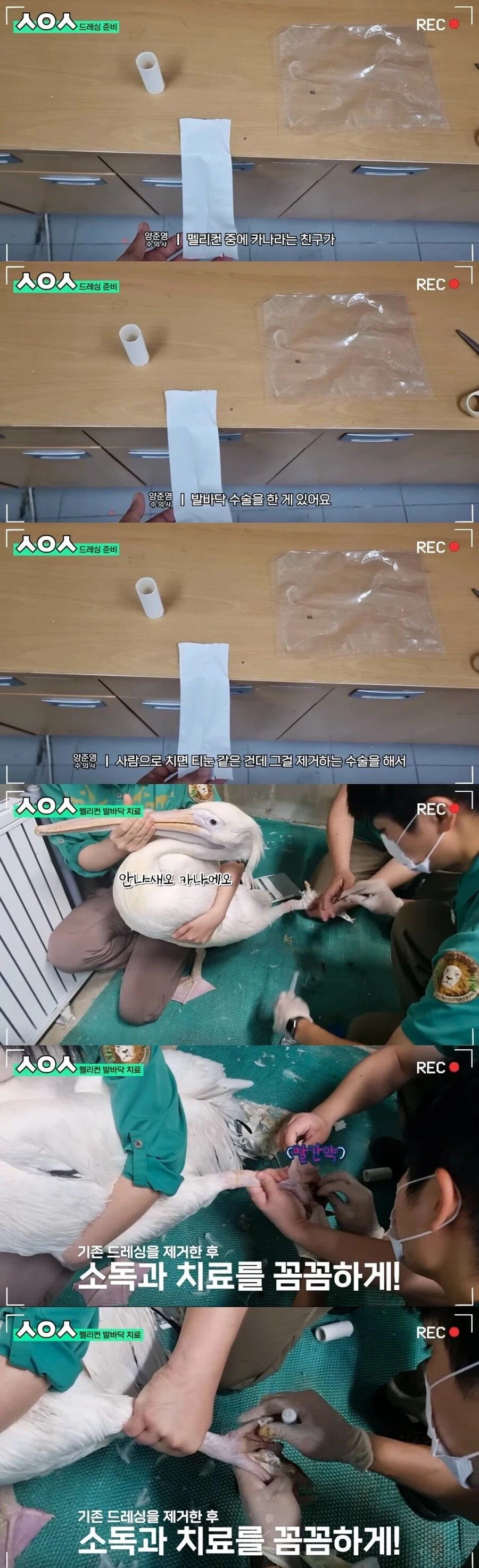 기껏-치료해주고-후드려-맞는-수의사-0-이미지