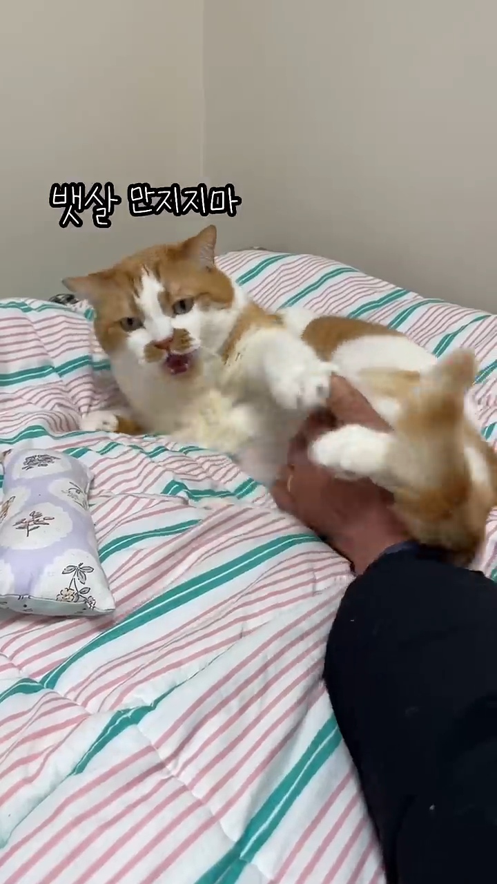 월요병을-치유해줄,-동그랗고-대답-잘하는데-입-주변에-카레-묻은-고양이-8-이미지