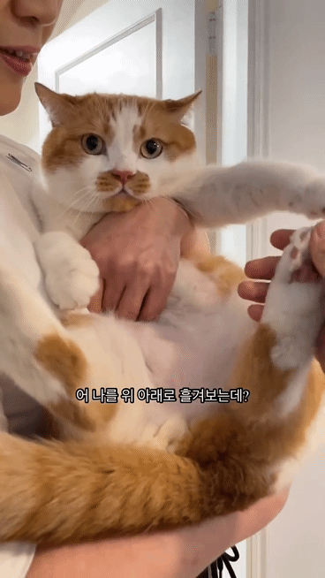 월요병을-치유해줄,-동그랗고-대답-잘하는데-입-주변에-카레-묻은-고양이-11-이미지