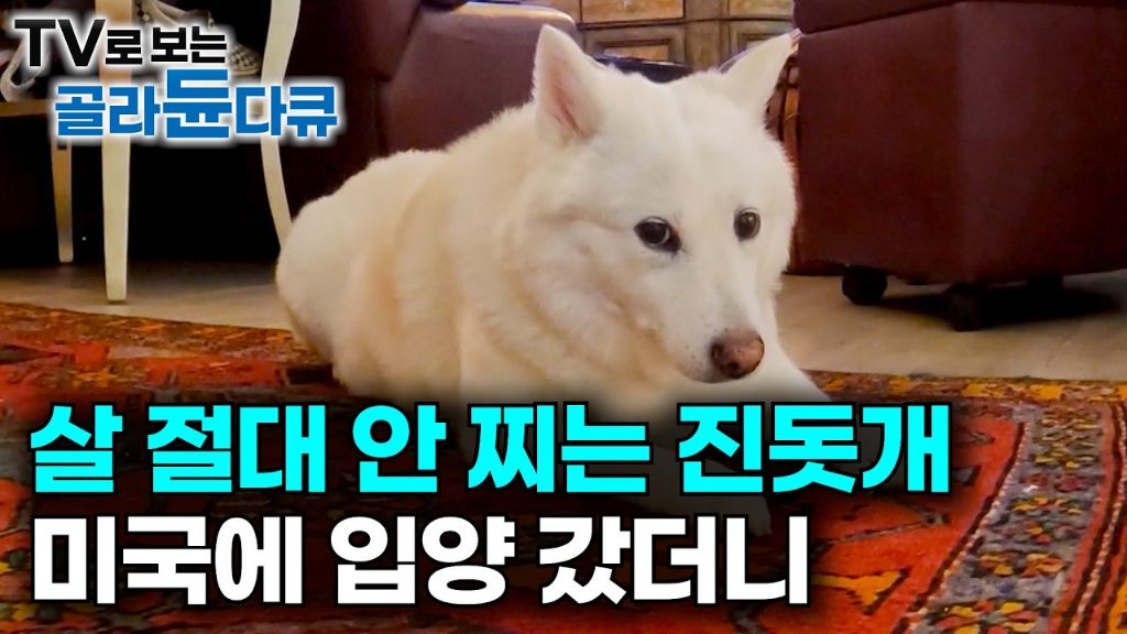 진돗개도-미국을-가면..-1-이미지