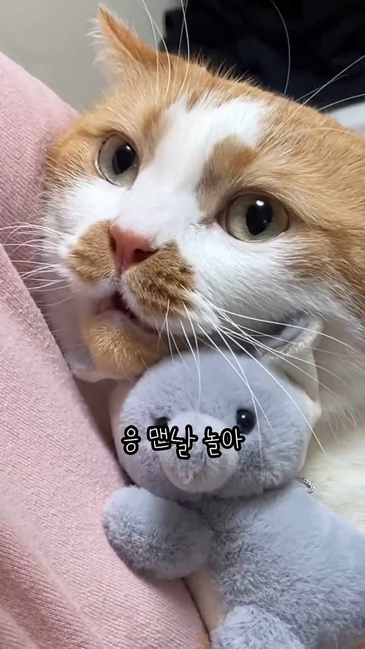 월요병을-치유해줄,-동그랗고-대답-잘하는데-입-주변에-카레-묻은-고양이-1-이미지