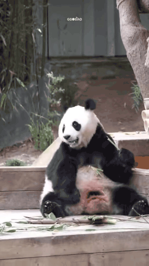 압빠-앞에선-아기가-되는-아기바오🐼❤️-3-이미지