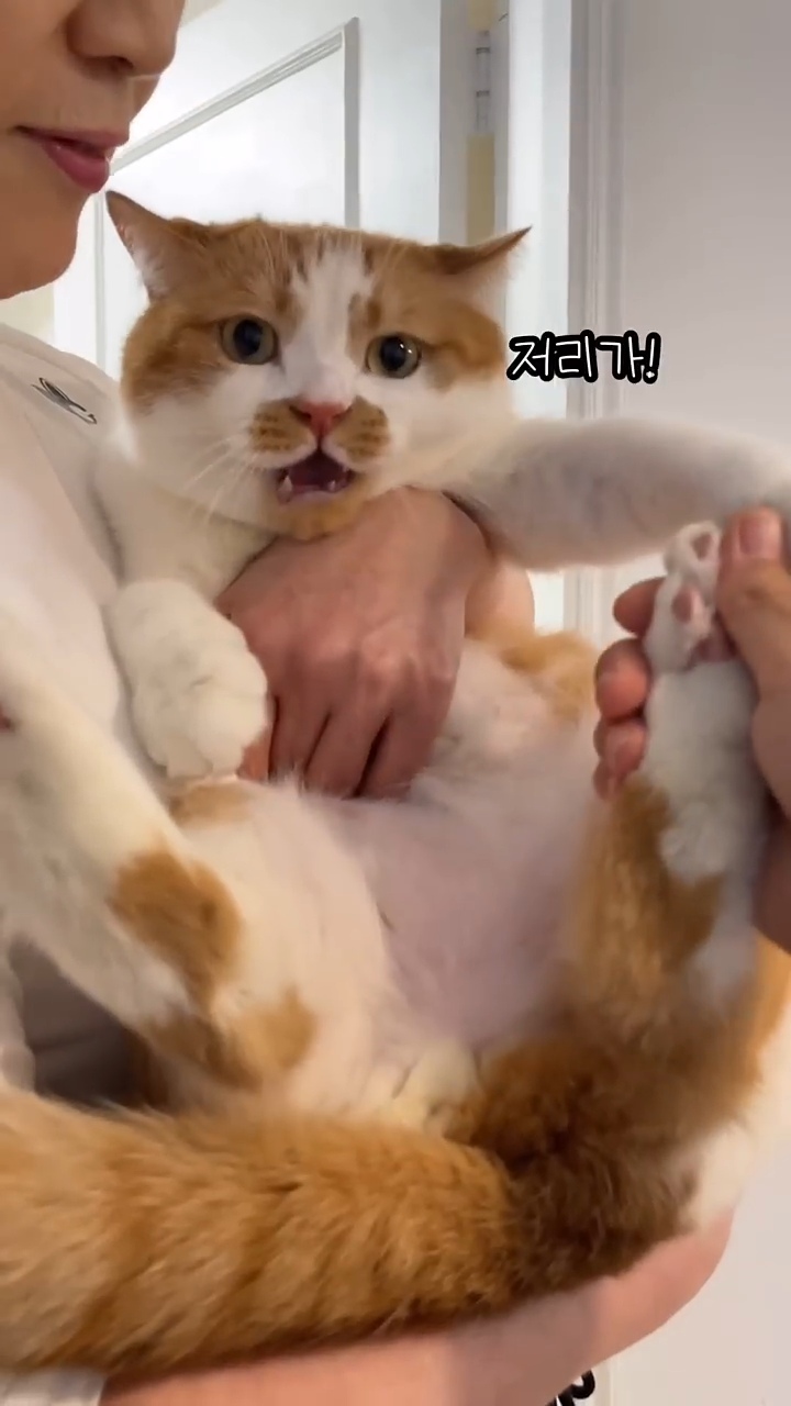월요병을-치유해줄,-동그랗고-대답-잘하는데-입-주변에-카레-묻은-고양이-9-이미지