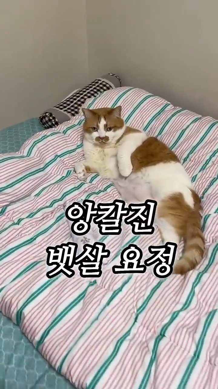 월요병을-치유해줄,-동그랗고-대답-잘하는데-입-주변에-카레-묻은-고양이-6-이미지