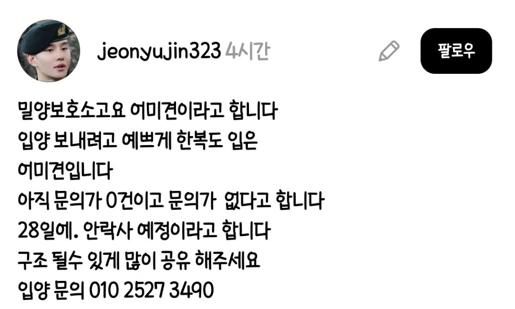 입양홍보)입양문의가-0건이라-한복입고있는-진도-0-이미지