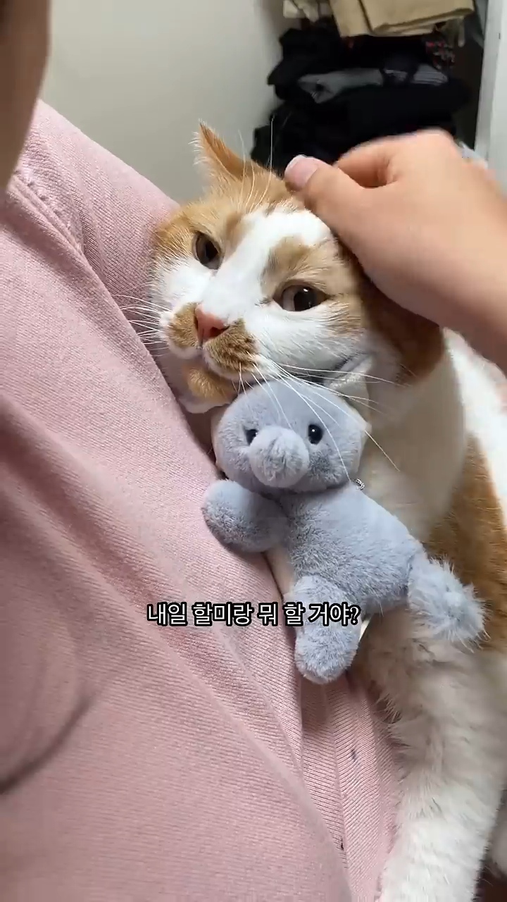 월요병을-치유해줄,-동그랗고-대답-잘하는데-입-주변에-카레-묻은-고양이-2-이미지