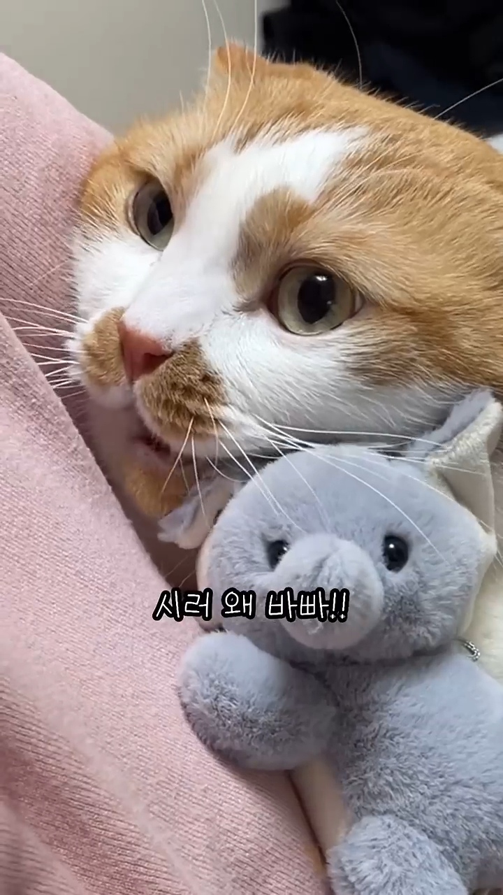 월요병을-치유해줄,-동그랗고-대답-잘하는데-입-주변에-카레-묻은-고양이-4-이미지