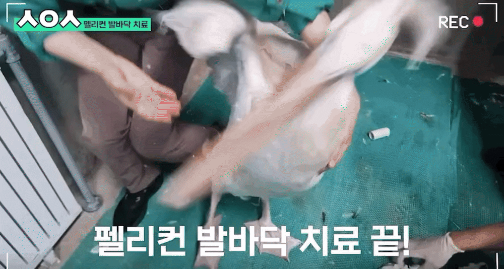 기껏-치료해주고-후드려-맞는-수의사-1-이미지