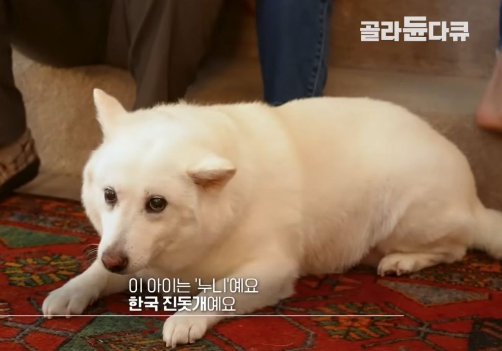 진돗개도-미국을-가면..-4-이미지