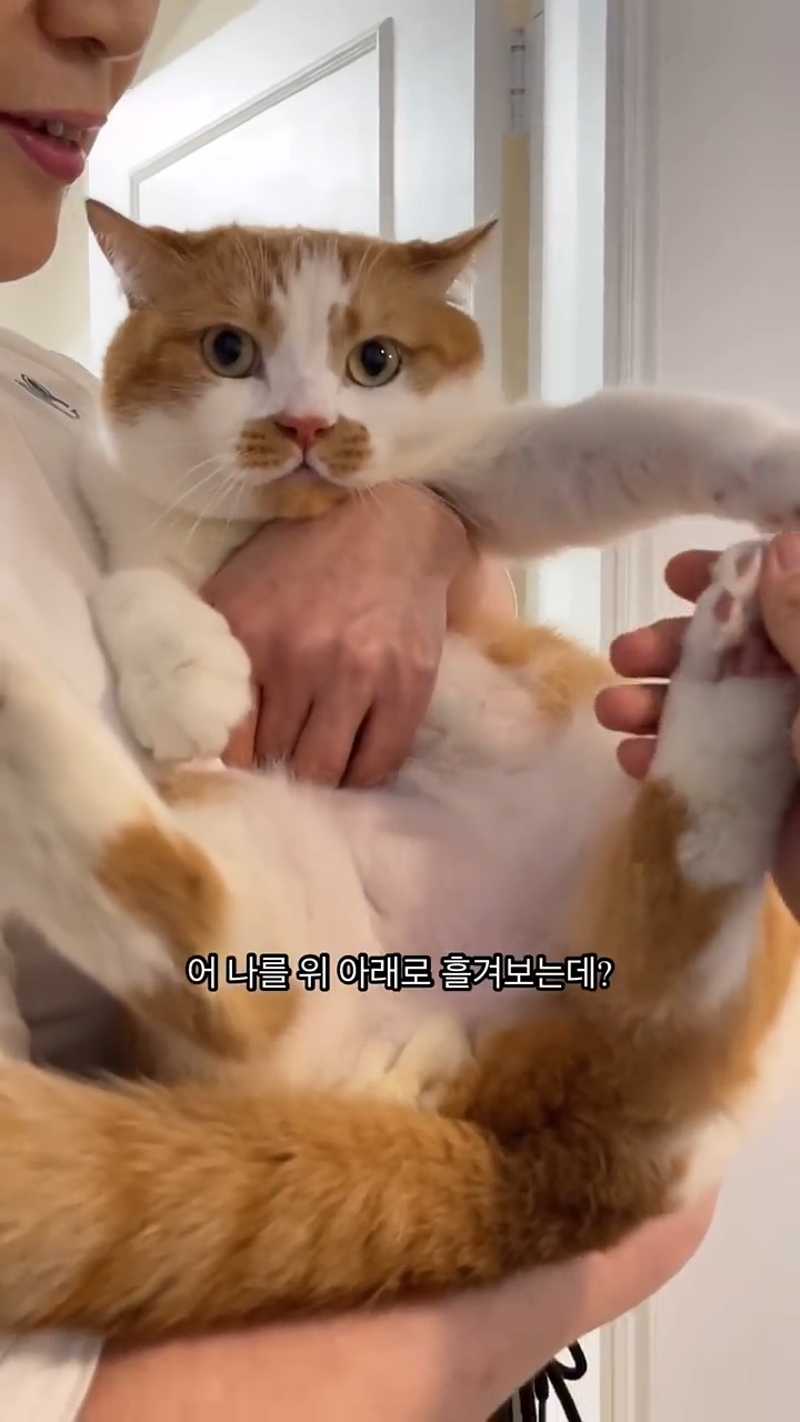월요병을-치유해줄,-동그랗고-대답-잘하는데-입-주변에-카레-묻은-고양이-10-이미지