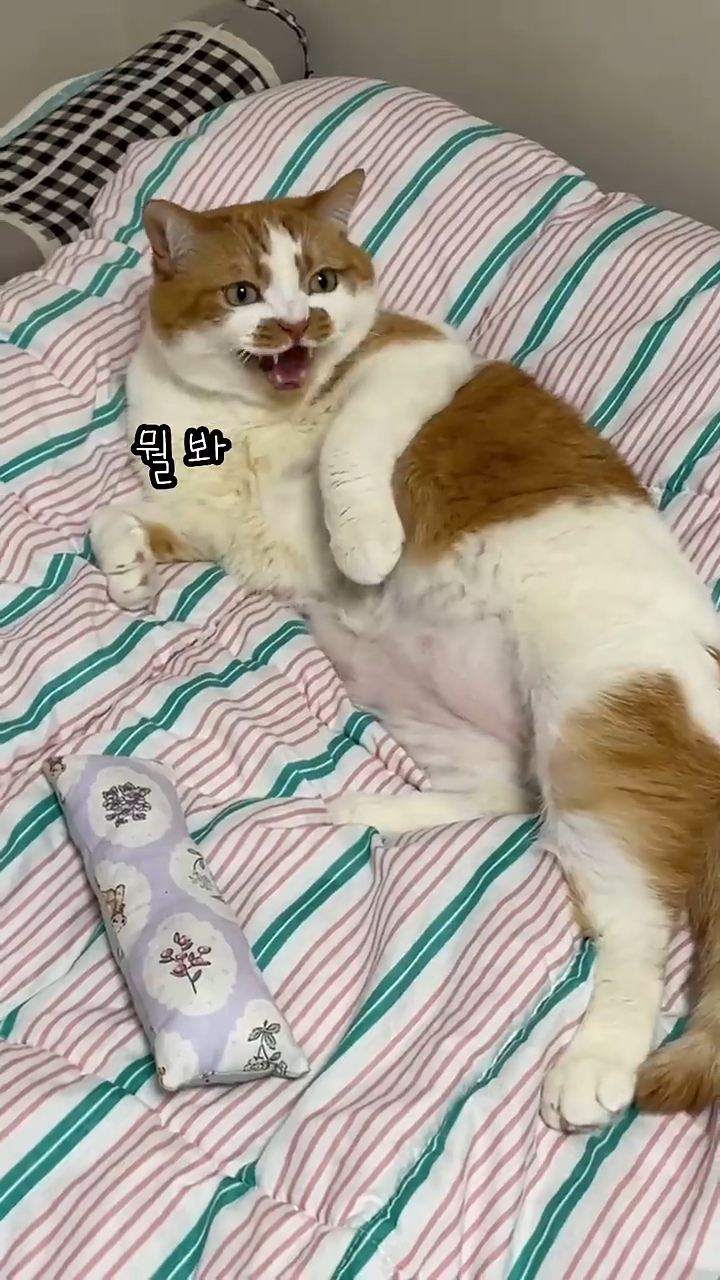월요병을-치유해줄,-동그랗고-대답-잘하는데-입-주변에-카레-묻은-고양이-7-이미지