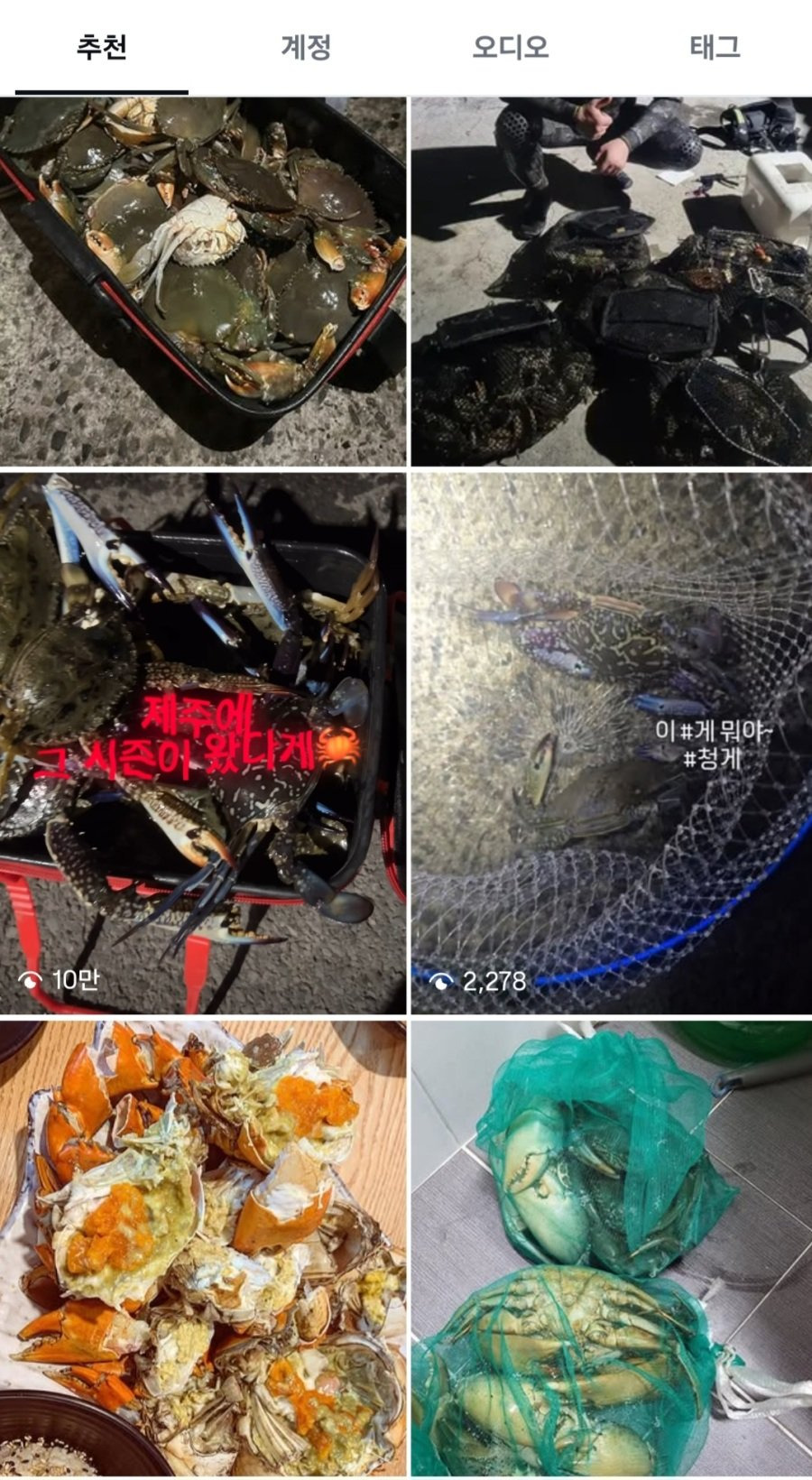 제주도-생태-교란종의-최후-1-이미지