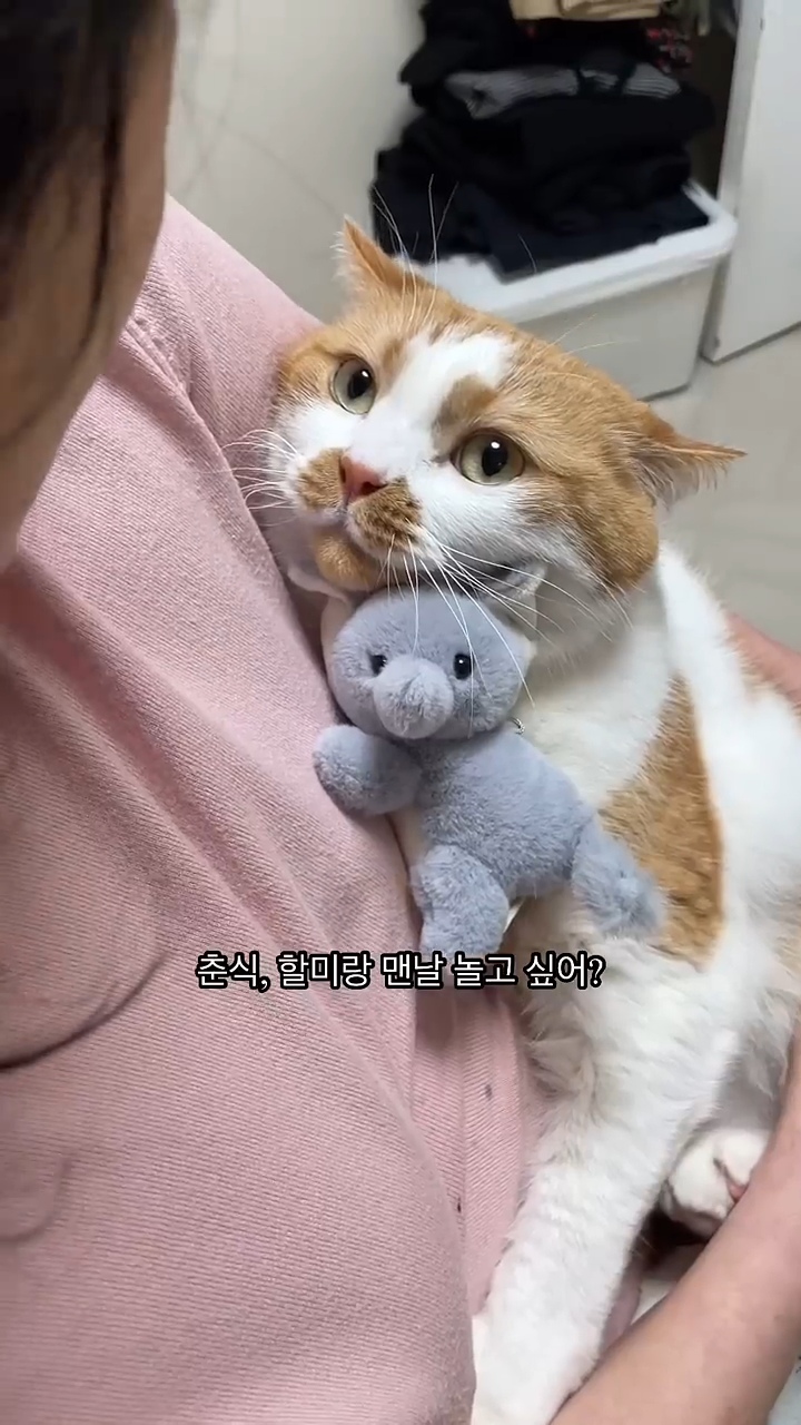 월요병을-치유해줄,-동그랗고-대답-잘하는데-입-주변에-카레-묻은-고양이-0-이미지