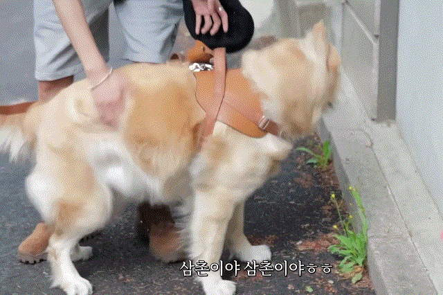 리트리버.gif-3-이미지