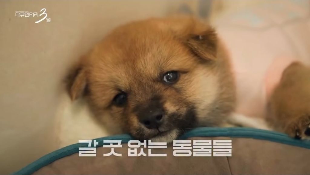 오늘-저녁-8시-30분에-다큐-3일-꼭-봐야하는-이유-1-이미지