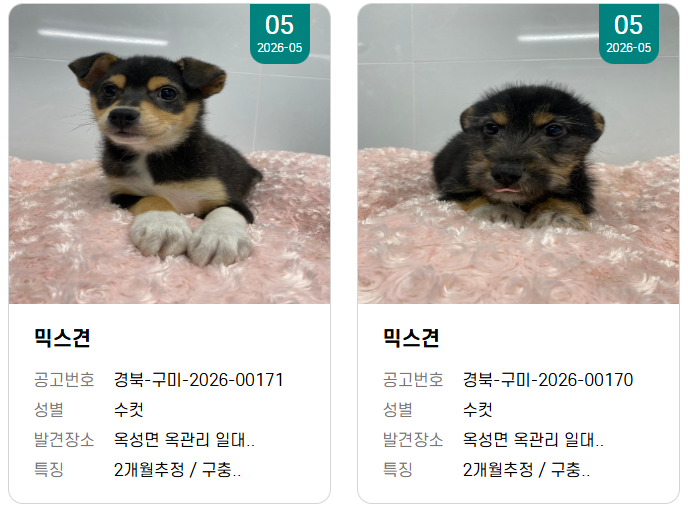 오른쪽-너무-롱안부라서-깜놀-ㅠㅠ개가-아닌것같아..-1-이미지