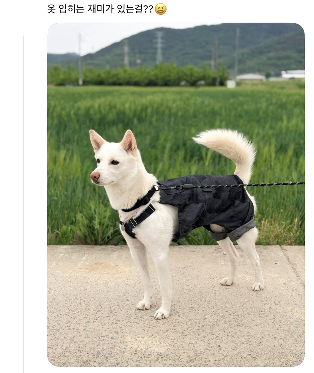 강아지-옷-샀는데-너무-과한가..?-6-이미지