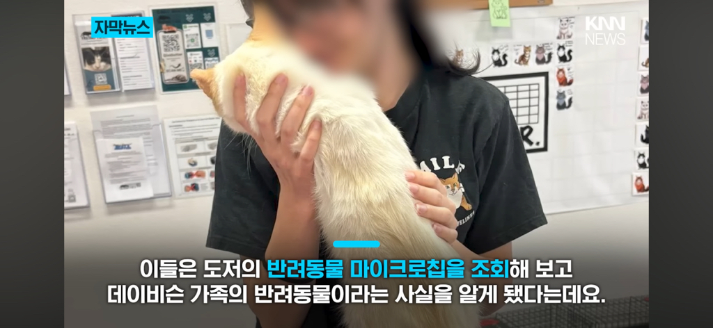 7년간-실종됐던-반려묘...‘이것’으로-기적의-재회?-7-이미지
