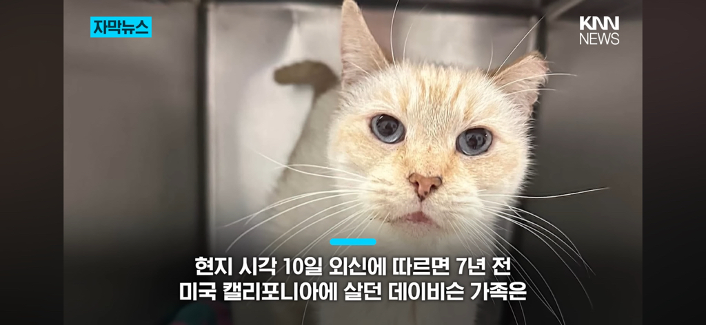 7년간-실종됐던-반려묘...‘이것’으로-기적의-재회?-2-이미지