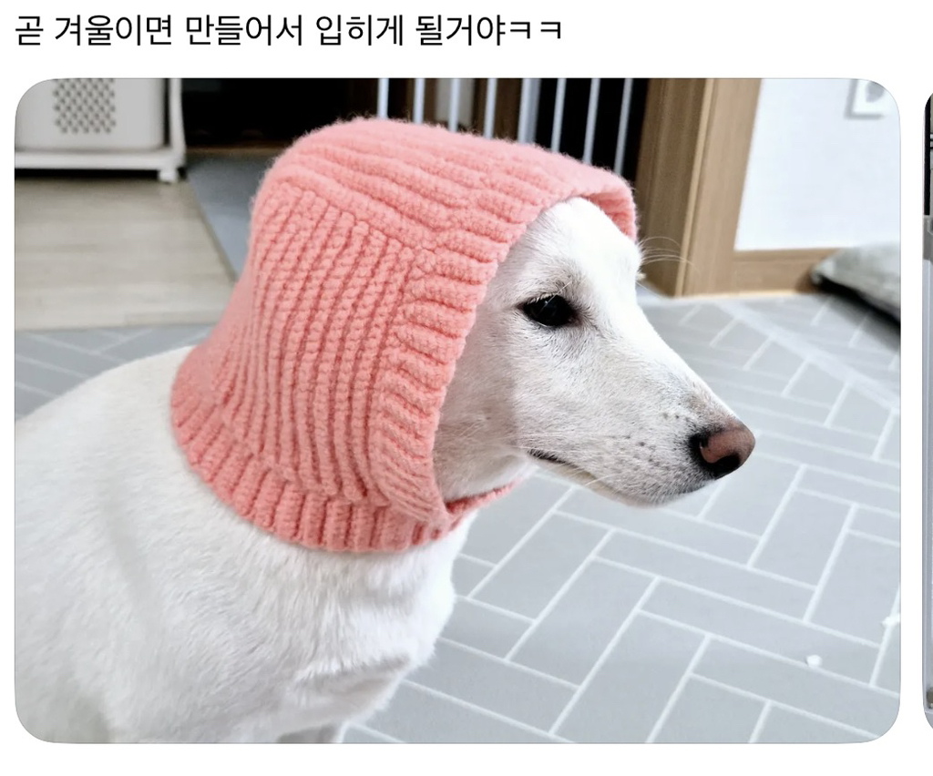 강아지-옷-샀는데-너무-과한가..?-10-이미지