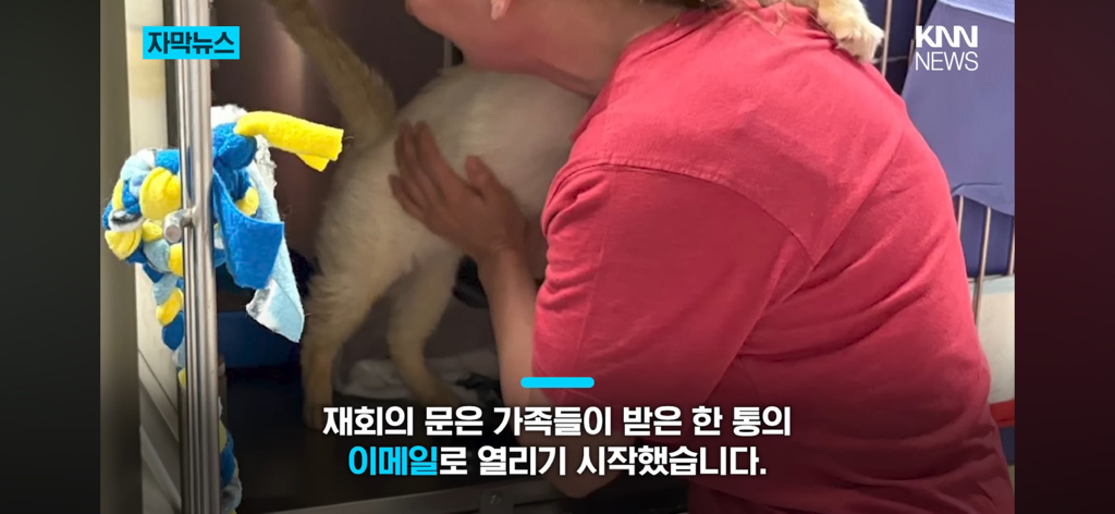 7년간-실종됐던-반려묘...‘이것’으로-기적의-재회?-5-이미지