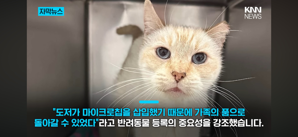 7년간-실종됐던-반려묘...‘이것’으로-기적의-재회?-12-이미지