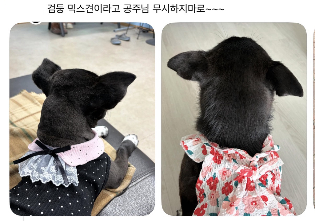 강아지-옷-샀는데-너무-과한가..?-7-이미지